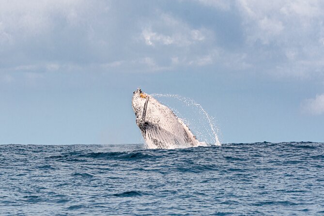 1.5 hr Jet Ski Safari tour to South Stradbroke Island! - Is $214.46 good value?