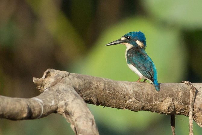 1 Day Corroboree Billabong Wetland Experience including 2.5 hour cruise + lunch - Key points at a glance