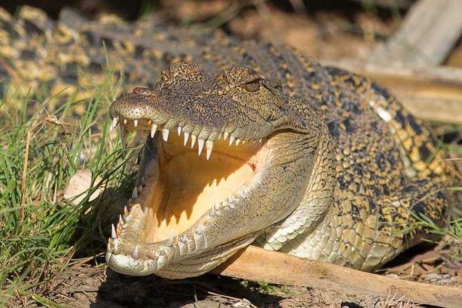1 Day Corroboree Billabong Wetland Experience including 2.5 hour cruise + lunch - Window on the Wetlands and the Mary River view