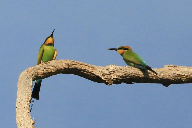 1 Day Corroboree Billabong Wetland Experience including 2.5 hour cruise + lunch - The 2.5-hour cruise on Corroboree Billabong