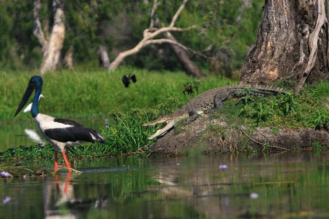 1 Day Corroboree Billabong Wetland Experience including 2.5 hour cruise + lunch - Lunch on the water