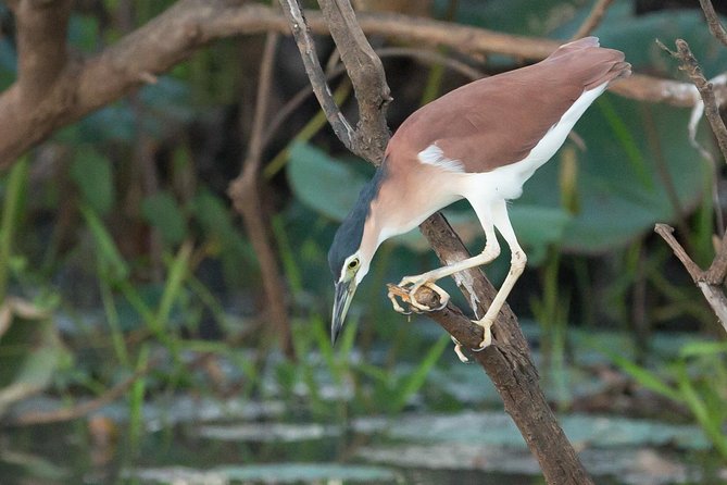 1 Day Corroboree Billabong Wetland Experience including 2.5 hour cruise + lunch - What the day feels like in practice