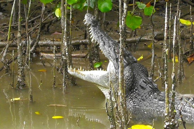 1-Hour Daintree River wildlife cruise - Why this short Daintree cruise works so well