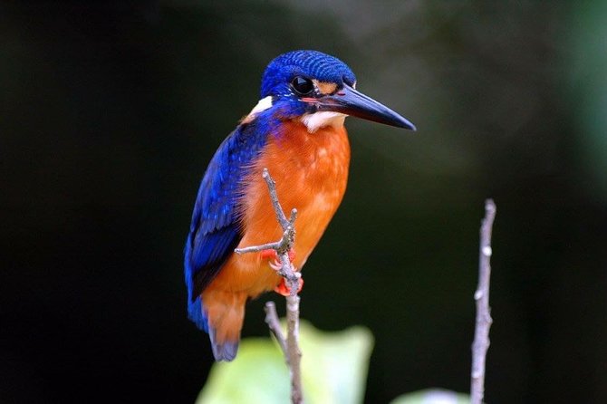 1-Hour Daintree River wildlife cruise - Morning, lunch, and afternoon choices