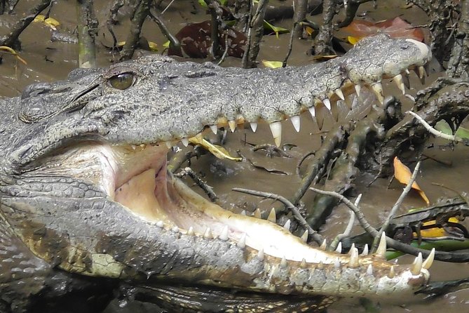 1-Hour Daintree River wildlife cruise - What you might see, and what you might not