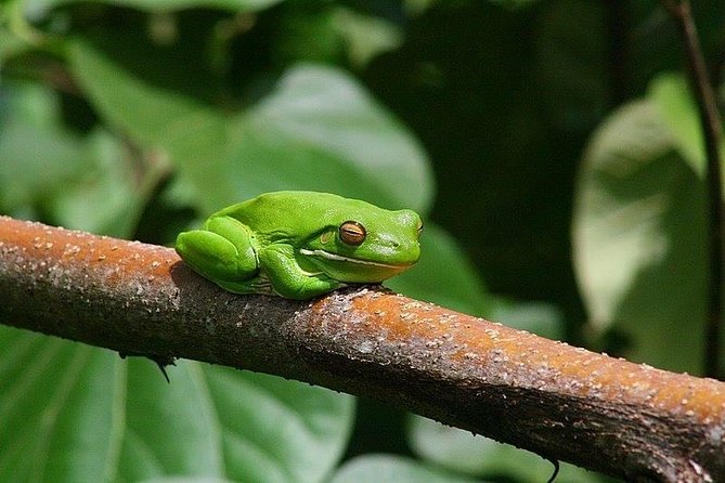 1-Hour Daintree River wildlife cruise - Family suitability and practical comfort