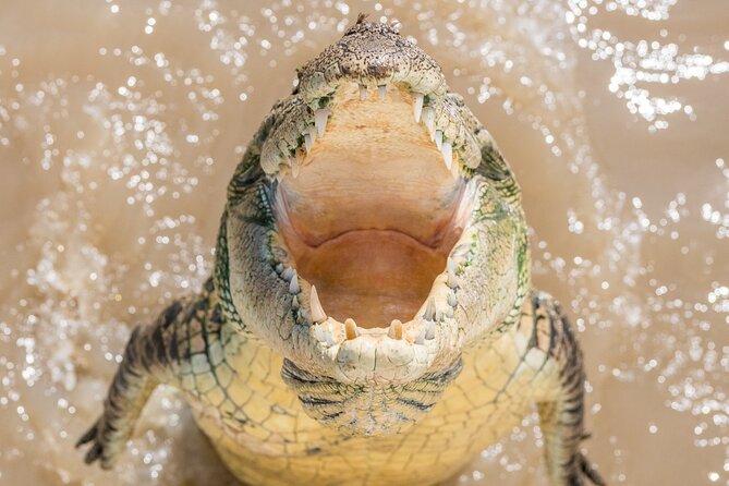 1 Hour Jumping Crocodile Cruise on the Adelaide River - Heat, flies, and practical comfort