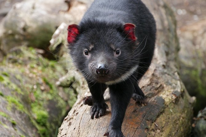 1-Hour Tasmanian Devil Feeding Day Tour at Cradle Mountain - Why lunchtime is the right time to meet a Tasmanian devil