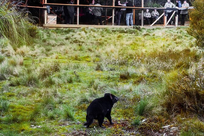 1-Hour Tasmanian Devil Feeding Day Tour at Cradle Mountain - Is $29.05 good value?