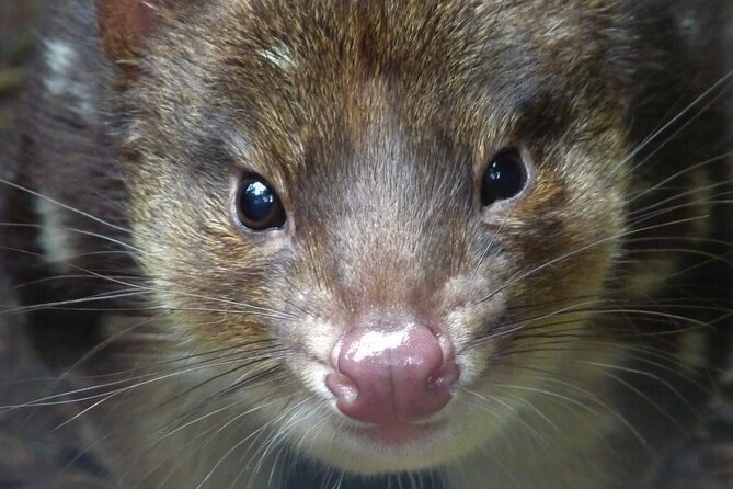 1-Hour Tasmanian Devil Feeding Day Tour at Cradle Mountain - Who should book this Cradle Mountain activity?