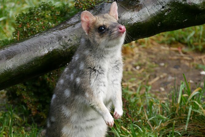 1-Hour Tasmanian Devil Feeding Day Tour at Cradle Mountain - Quolls and the wider conservation story
