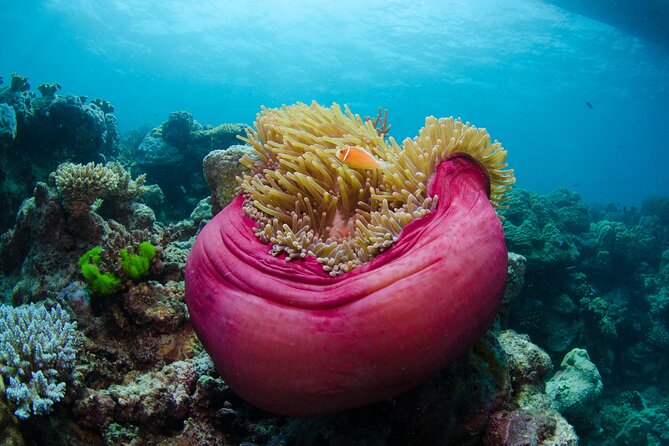 2-Day Snorkelling Experience - Great Barrier Reef Twin Share - Two days on the Great Barrier Reef