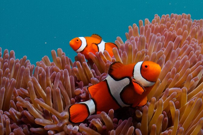 2-Day Snorkelling Experience - Great Barrier Reef Twin Share - OceanQuest as your overnight base
