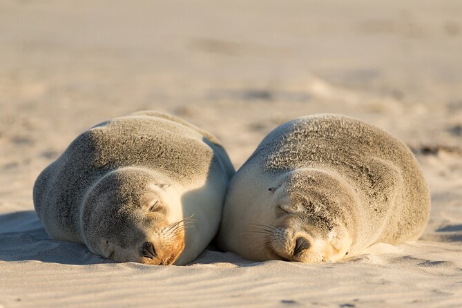 3-Day Kangaroo Island Adventure Tour - Key things to know before booking