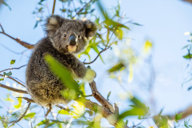 3-Day Kangaroo Island Adventure Tour - Dudley Wines and the first night at Happiness
