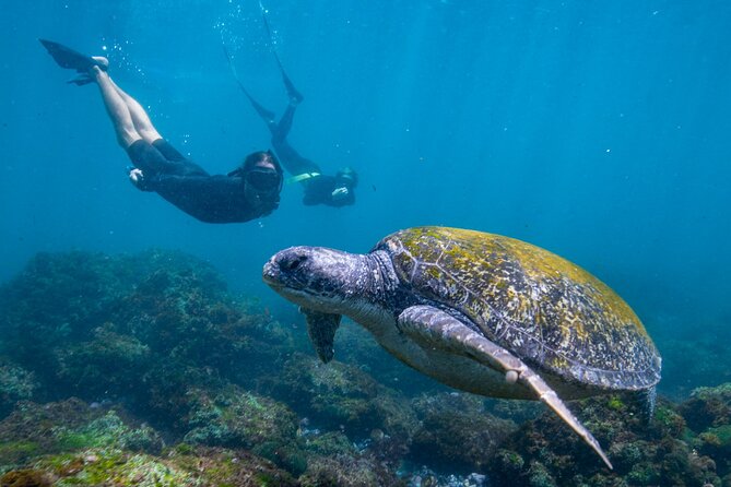 30 min Jet Ski Safari - Who should book the 30-minute safari