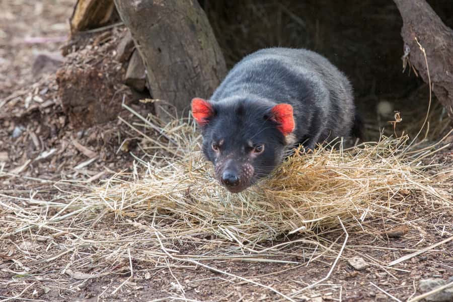 3D Tasmanian Highlights: Hobart, Port Arthur & Bruny Island - Pickup, timing and what to pack