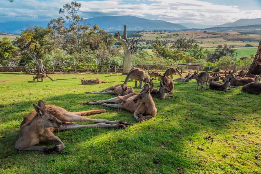 3D Tasmanian Highlights: Hobart, Port Arthur & Bruny Island - Should you book the three-day Tasmanian Highlights tour?