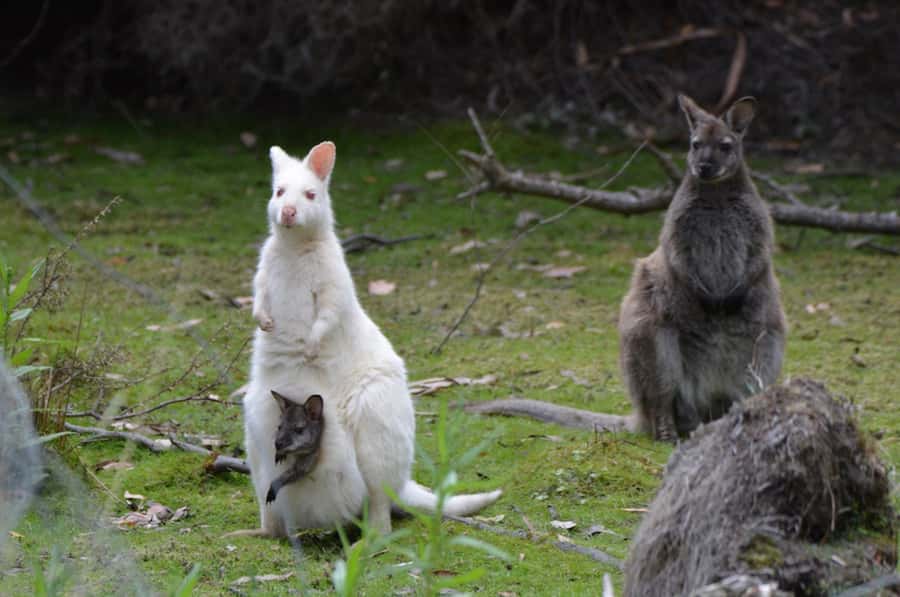 3D Tasmanian Highlights: Hobart, Port Arthur & Bruny Island - Day one: Mt Wellington, Richmond and Bonorong