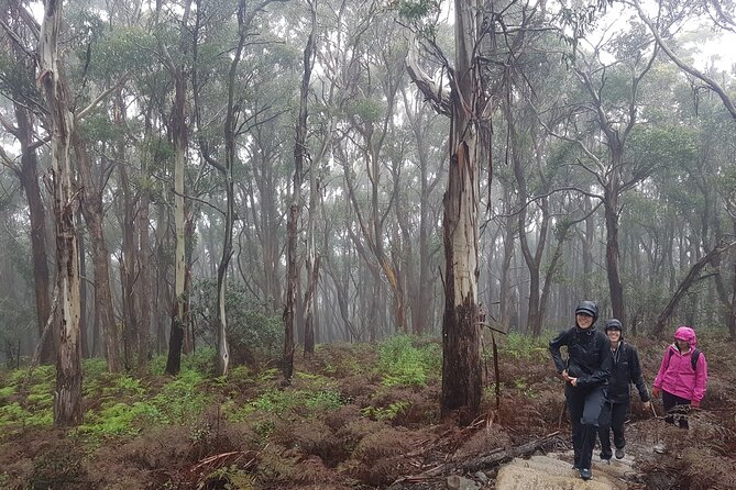 4 Day Wild Tasmania Tour / Wildlife, Nature, Hiking / Inc. Accom - The guide makes a real difference