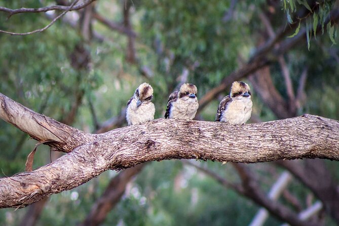 4 Night Murray River Explorer - PS Emmylou - Day five: a final riverside walk and return to Echuca