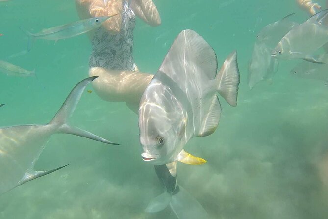4H Snorkeling and Fishing Cruise on Magnetic Island - Why this four-hour cruise is a smart way to see Magnetic Island