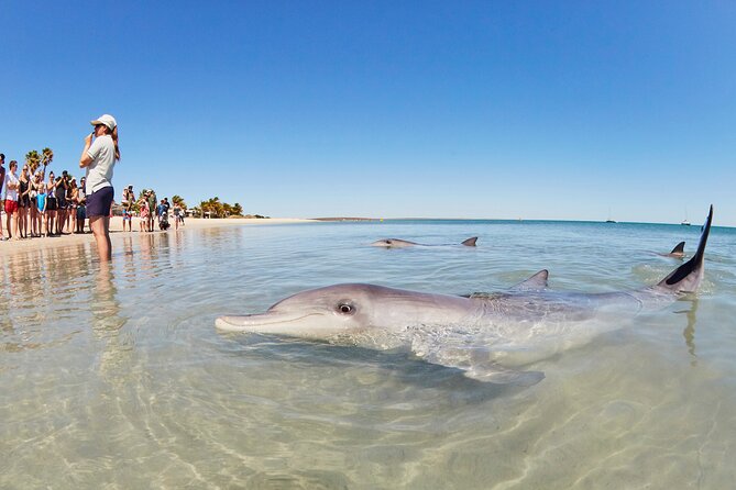 6-Day Coral Coaster from Perth to Exmouth One-Way via Monkey Mia Ningaloo Reef - Key points before you book