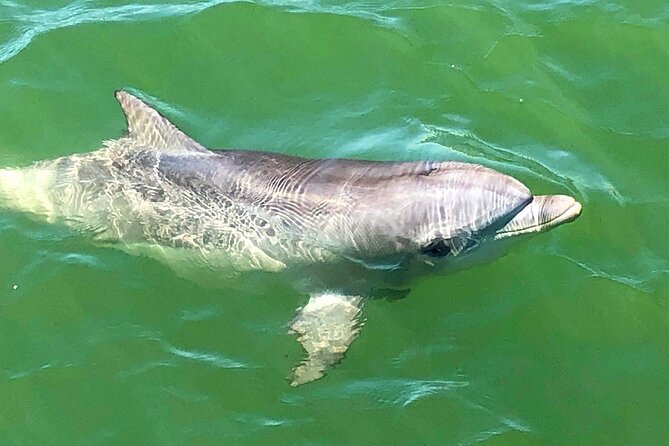90 Minute Port River Dolphin & Ships Graveyard Cruise - Comfort, timing, and what to bring