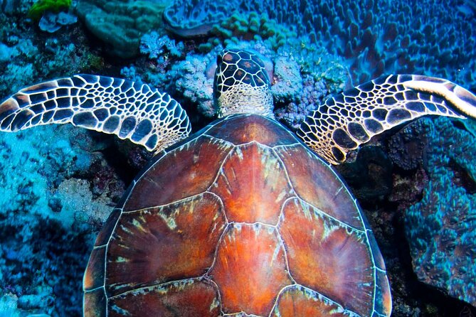 ABC Reef Safaris - ABC Reef Safaris at a glance