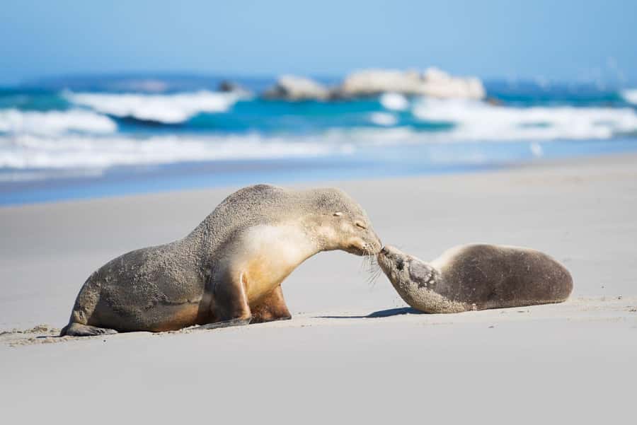 Adelaide: 3-Day Kangaroo Island Adventure Tour with Camping - Key things to know before you book