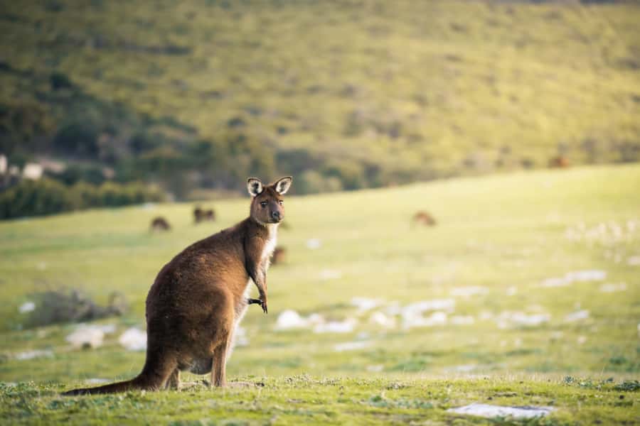 Adelaide: 3-Day Kangaroo Island Adventure Tour with Camping - Who should book this Kangaroo Island trip?