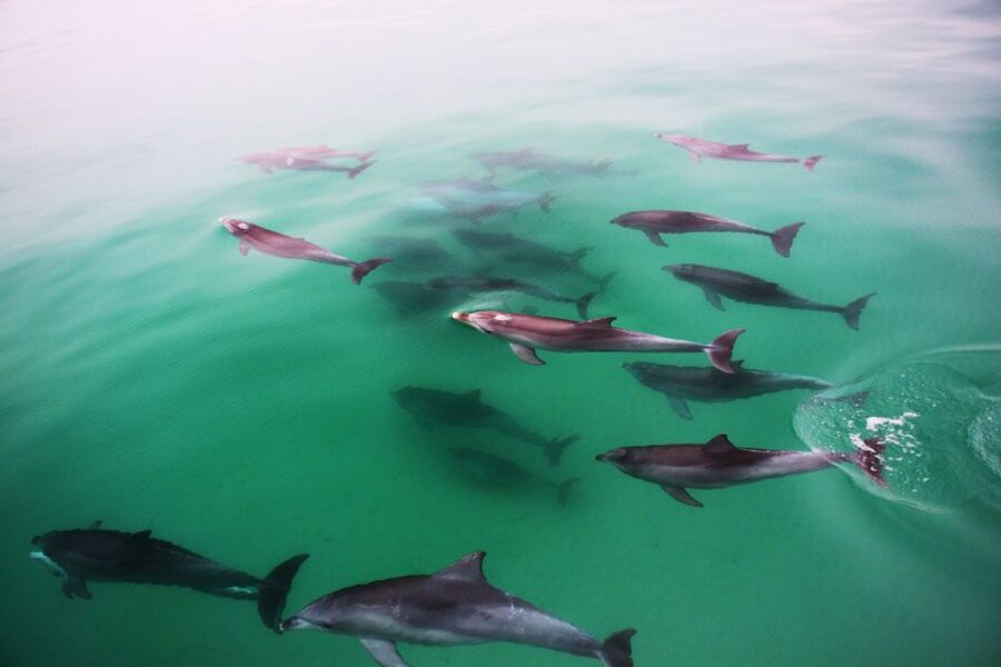 Adelaide: 4-Hour Guaranteed Wild Dolphin Watching Cruise - Who should book this Adelaide cruise?
