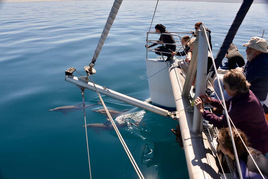 Adelaide: 4-Hour Guaranteed Wild Dolphin Watching Cruise - Why this dolphin cruise is worth your morning