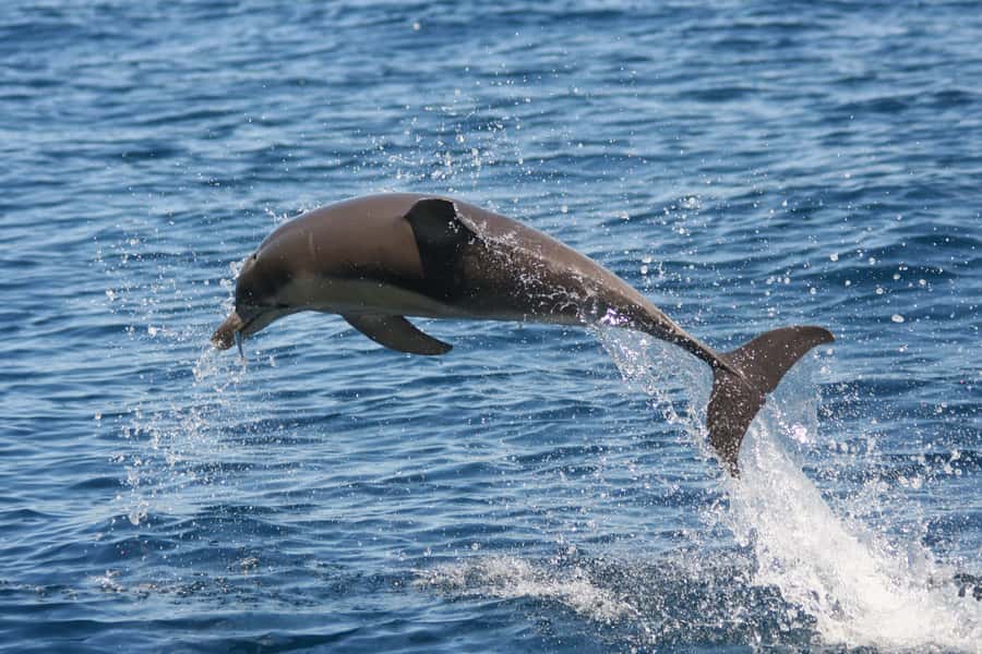 Adelaide: 4-Hour Guaranteed Wild Dolphin Watching Cruise - The best place to watch from the boat