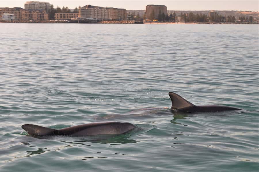 Adelaide: 4-Hour Guaranteed Wild Dolphin Watching Cruise - A crew that adds real value