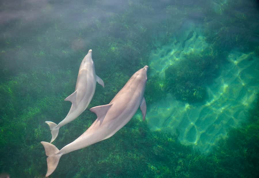 Adelaide: 4-Hour Guaranteed Wild Dolphin Watching Cruise - Watch the dolphins, or choose the swim option