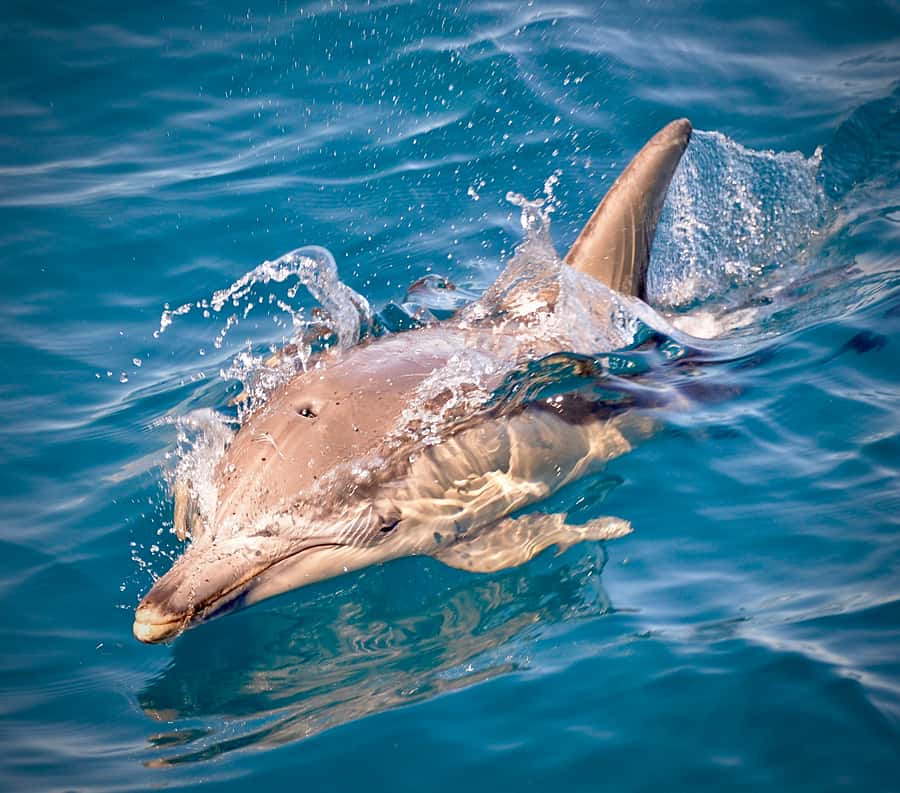 Adelaide: 4-Hour Guaranteed Wild Dolphin Watching Cruise - Photography, children, and practical comfort