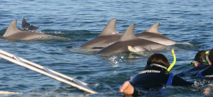 Adelaide: 4-Hour Swimming with Dolphins Experience - Glenelg Marina to the open water