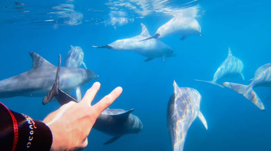 Adelaide: 4-Hour Swimming with Dolphins Experience - Searching for dolphins without chasing them