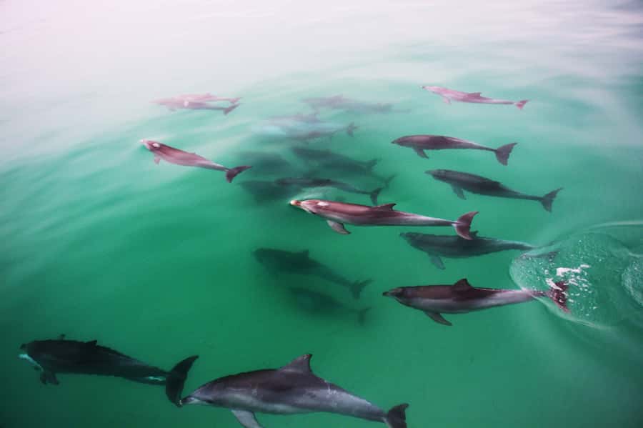 Adelaide: 4-Hour Swimming with Dolphins Experience - The rear tow line feels more active