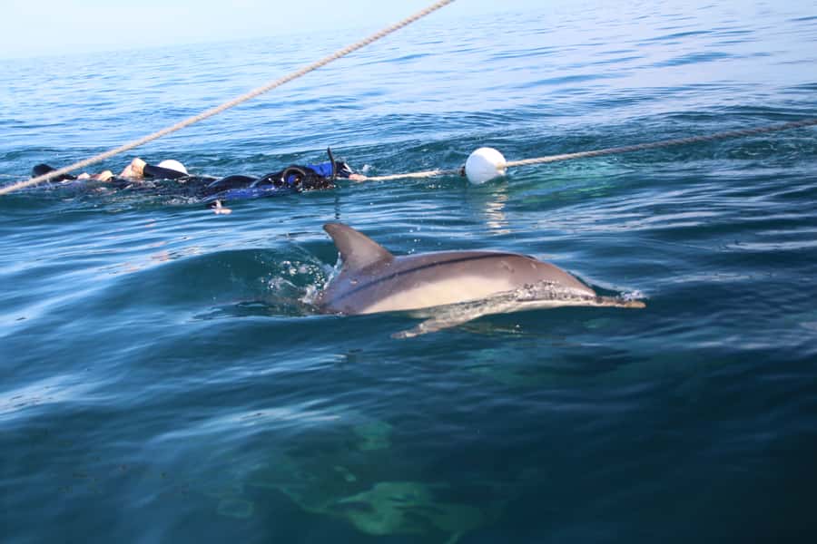 Adelaide: 4-Hour Swimming with Dolphins Experience - What the guides add to the experience