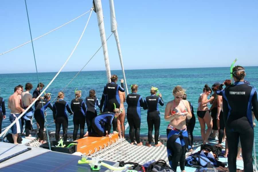 Adelaide: 4-Hour Swimming with Dolphins Experience - A cold-water experience, even in summer