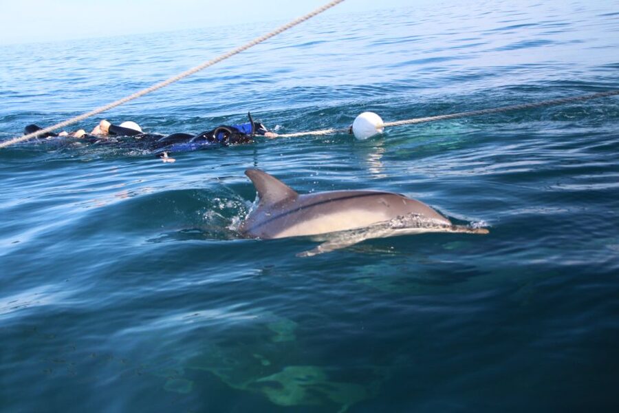 Adelaide: 4-Hour Swimming with Dolphins Experience - Is $105 good value?