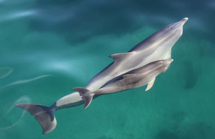 Adelaide: 4-Hour Swimming with Dolphins Experience - Who should book this dolphin trip?
