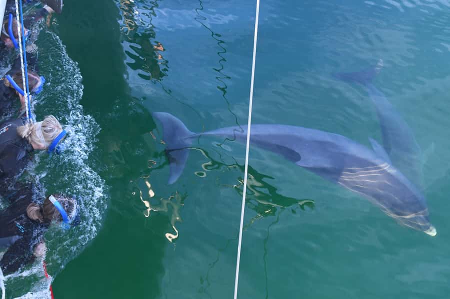 Adelaide: 4-Hour Swimming with Dolphins Experience - The front net is the prime position