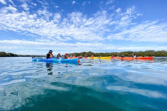 Adelaide Dolphin Sanctuary and Ships Graveyard Kayak Tour - Paddling through the Adelaide Dolphin Sanctuary
