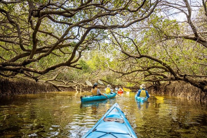 Adelaide Dolphin Sanctuary and Ships Graveyard Kayak Tour - Dolphin watching requires patience and realistic expectations