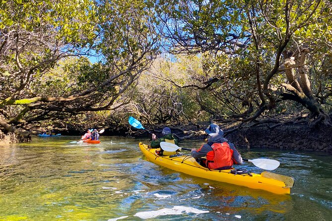 Adelaide Dolphin Sanctuary and Ships Graveyard Kayak Tour - What the three-hour duration means for value