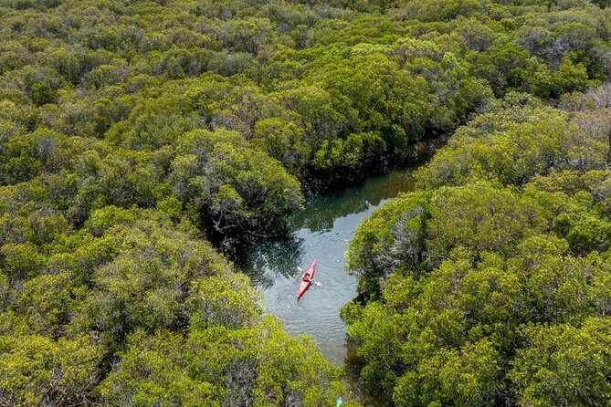Adelaide Dolphin Sanctuary and Ships Graveyard Kayak Tour - Who will enjoy this kayak tour most