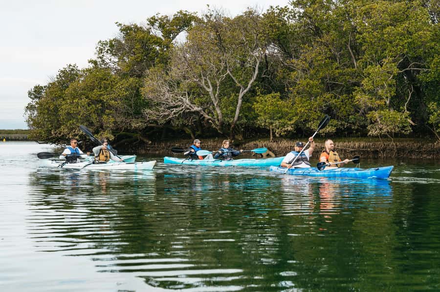Adelaide: Dolphin Sanctuary Eco Kayaking Tour - Key points to know before you go